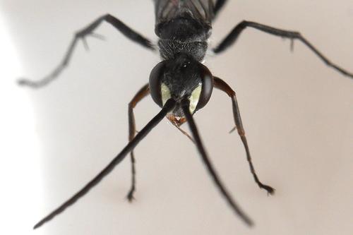 Auplopus carbonarius